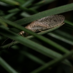 Micromus tasmaniae at Freshwater Creek, VIC - 28 May 2020 by WendyEM