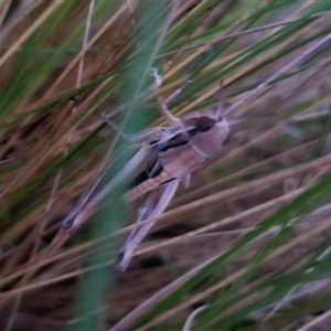 Praxibulus sp. (genus) at Bungendore, NSW - suppressed