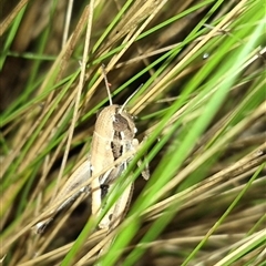 Praxibulus sp. (genus) at Bungendore, NSW - suppressed