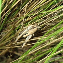 Praxibulus sp. (genus) at Bungendore, NSW - suppressed