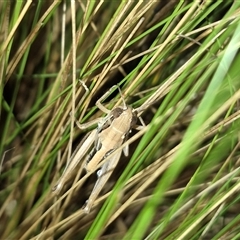 Praxibulus sp. (genus) at Bungendore, NSW - 30 Nov 2024