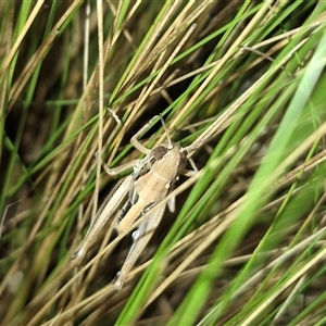 Praxibulus sp. (genus) at Bungendore, NSW - suppressed