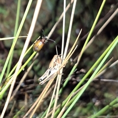 Praxibulus sp. (genus) at Bungendore, NSW - 30 Nov 2024