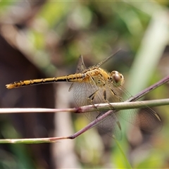 Diplacodes bipunctata (Wandering Percher) at Theodore, ACT - 23 Feb 2024 by RomanSoroka