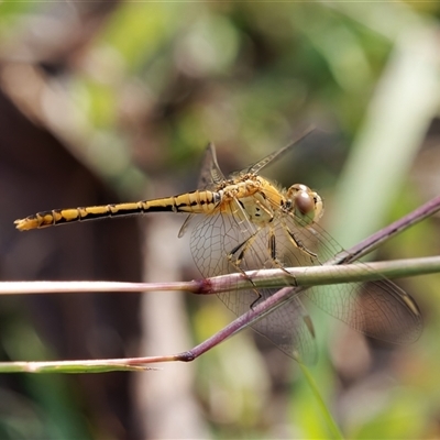 Diplacodes bipunctata (Wandering Percher) at Theodore, ACT - 23 Feb 2024 by RomanSoroka