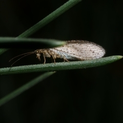 Micromus tasmaniae at Freshwater Creek, VIC - 28 May 2020 by WendyEM