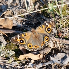 Junonia villida (Meadow Argus) at Theodore, ACT - 23 Feb 2024 by RomanSoroka