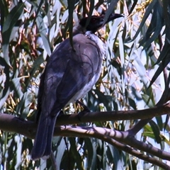 Philemon corniculatus (Noisy Friarbird) at Higgins, ACT - 22 Sep 2014 by Jennybach