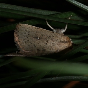 Leucania uda at Freshwater Creek, VIC - 28 May 2020