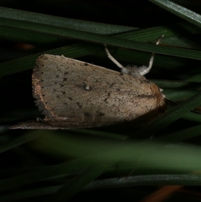 Leucania uda (A Noctuid moth) at Freshwater Creek, VIC - 28 May 2020 by WendyEM