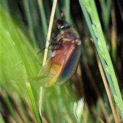 Scitala sericans (Shiny pasture scarab) at Bungendore, NSW by clarehoneydove