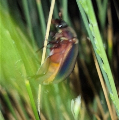 Scitala sericans (Shiny pasture scarab) at Bungendore, NSW by clarehoneydove