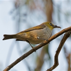 Zosterops lateralis (Silvereye) at Theodore, ACT - 23 Feb 2024 by RomanSoroka