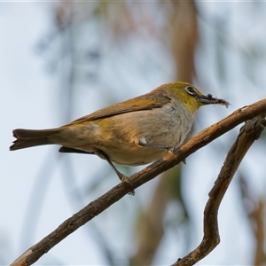 Zosterops lateralis at Theodore, ACT - 23 Feb 2024