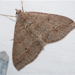 Parosteodes fictiliaria (Dodonaea Moth) at Freshwater Creek, VIC - 26 May 2020 by WendyEM