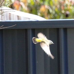 Acanthiza chrysorrhoa (Yellow-rumped Thornbill) at Higgins, ACT by Jennybach