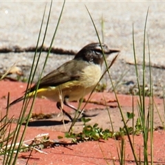 Acanthiza chrysorrhoa at Higgins, ACT - 22 Sep 2014