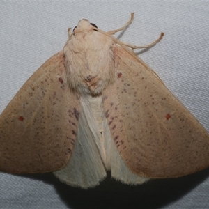 Plesanemma fucata at Freshwater Creek, VIC - 26 May 2020