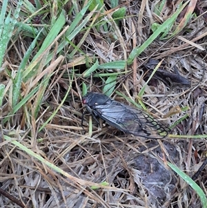 Psaltoda moerens (Redeye cicada) at Bungendore, NSW by clarehoneydove