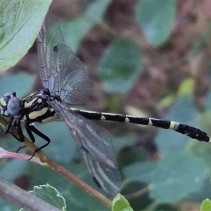 Austroepigomphus praeruptus at Bungendore, NSW by clarehoneydove