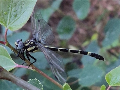 Austroepigomphus praeruptus (Twin-spot Hunter) by clarehoneydove