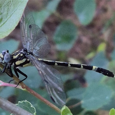 Austroepigomphus praeruptus (Twin-spot Hunter) by clarehoneydove