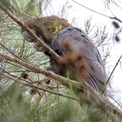 Calyptorhynchus lathami lathami at Penrose, NSW - suppressed