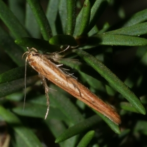 Stathmopoda chalcotypa at Freshwater Creek, VIC - 25 May 2020