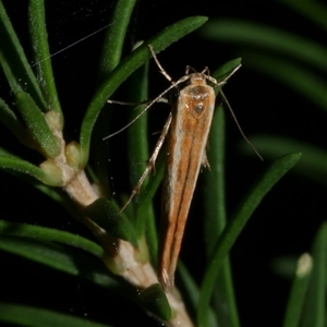 Stathmopoda chalcotypa (Concealer moth) at Freshwater Creek, VIC by WendyEM