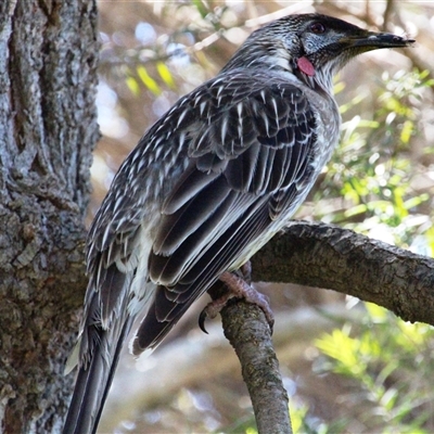 Anthochaera carunculata (Red Wattlebird) at Latham, ACT - 22 Sep 2014 by Jennybach