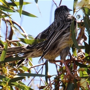 Anthochaera carunculata at Latham, ACT - 22 Sep 2014 10:58 AM