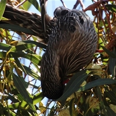 Anthochaera carunculata at Latham, ACT - 22 Sep 2014 10:58 AM