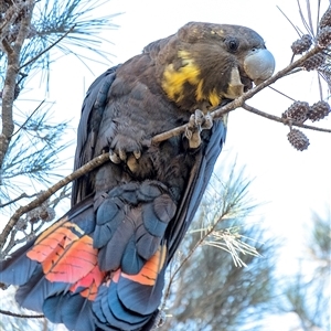 Calyptorhynchus lathami lathami (Glossy Black-Cockatoo) at Penrose, NSW by Aussiegall