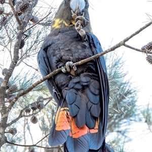 Calyptorhynchus lathami lathami at Penrose, NSW - suppressed