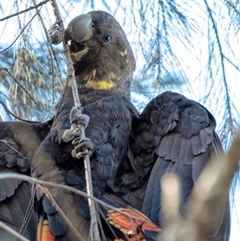 Calyptorhynchus lathami lathami at Penrose, NSW - suppressed