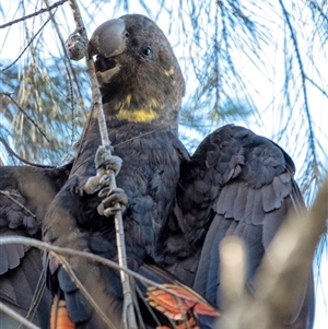 Calyptorhynchus lathami lathami at Penrose, NSW - suppressed