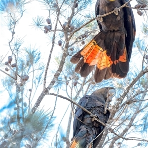 Calyptorhynchus lathami lathami at Penrose, NSW - suppressed