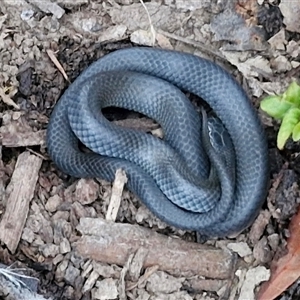 Cryptophis nigrescens at Long Beach, NSW by trevorpreston