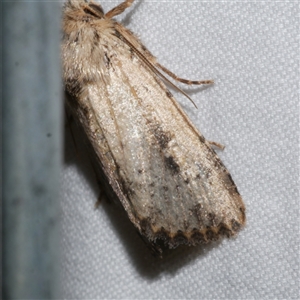 Leucania obumbrata at Freshwater Creek, VIC - 26 May 2020