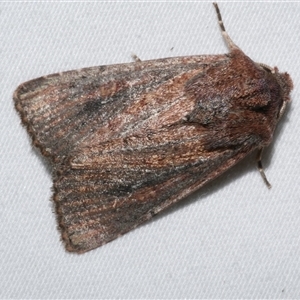 Dasygaster padockina at Freshwater Creek, VIC - 26 May 2020