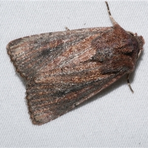 Dasygaster padockina at Freshwater Creek, VIC - 26 May 2020 10:58 PM