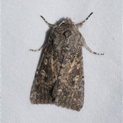 Dasygaster padockina (Tasmanian Cutworm) at Freshwater Creek, VIC - 26 May 2020 by WendyEM