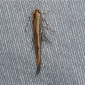 Stathmopoda chalcotypa (Concealer moth) at Freshwater Creek, VIC by WendyEM