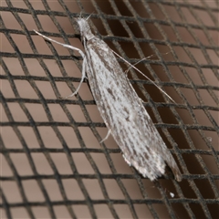 Phryganeutis cinerea (Chezala Group moth) at Freshwater Creek, VIC - 19 May 2020 by WendyEM