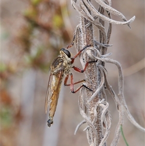 Colepia ingloria at Strathnairn, ACT - 24 Feb 2024 12:48 PM