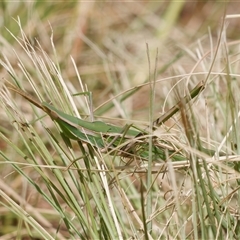 Acrida conica (Giant green slantface) at Strathnairn, ACT - 24 Feb 2024 by RomanSoroka