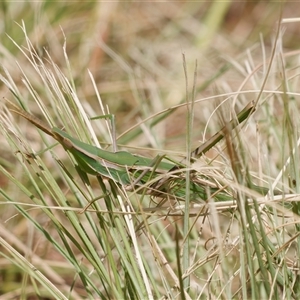 Acrida conica at Strathnairn, ACT - 24 Feb 2024