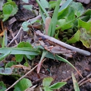 Pycnostictus seriatus at Long Beach, NSW - 30 Nov 2024 08:00 PM