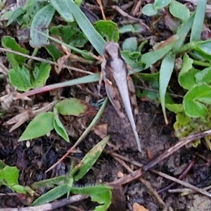 Pycnostictus seriatus at Long Beach, NSW - 30 Nov 2024 08:00 PM