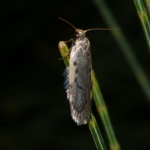 Hoplostega ochroma at Freshwater Creek, VIC - 25 May 2020